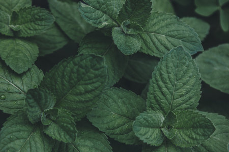 Green mint leaves with rain dropsの写真素材