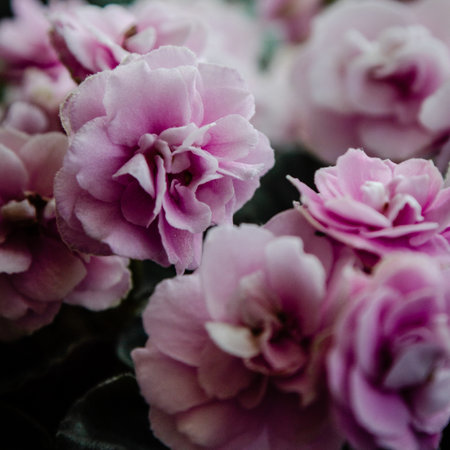 Pink violet flowers backgroundの写真素材