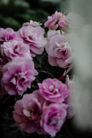 Pink violet flowers backgroundの写真素材