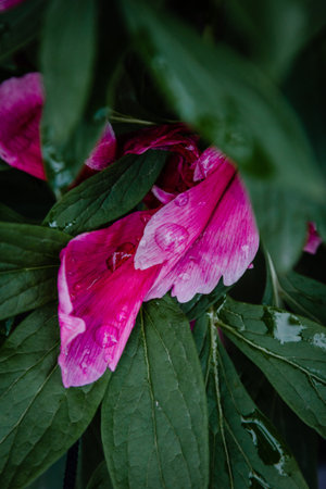 Pink peony petals and leaves with rain dropsの写真素材