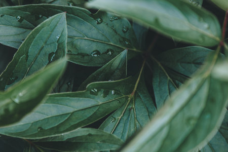 Green peony leaves with rain dropsの写真素材