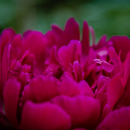 Close up of fresh pink peony flowerの写真素材