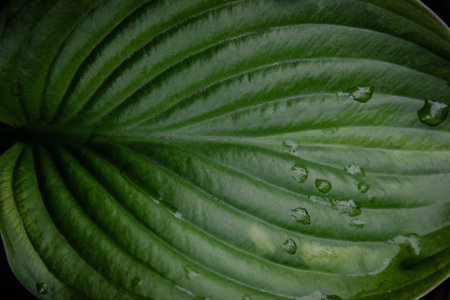 Green leaf with rain dropsの写真素材