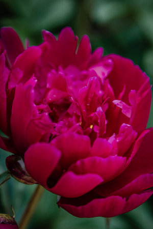 Close up of fresh pink peony flowerの写真素材