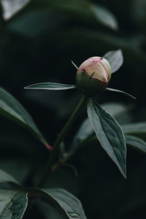 Fresh white peony budの写真素材