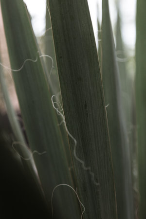 Tropical leaves backgroundの写真素材
