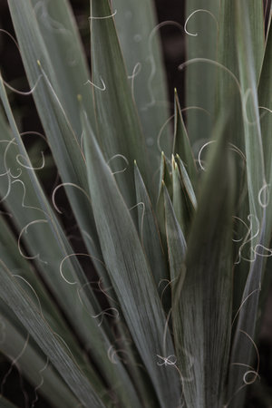 Tropical leaves backgroundの写真素材