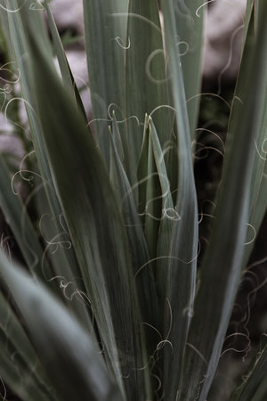 Tropical leaves backgroundの写真素材