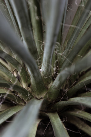 Tropical leaves backgroundの写真素材