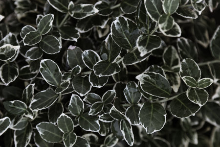 Green leaves backgroundの写真素材