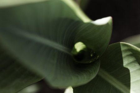 Green leaf backgroundの写真素材