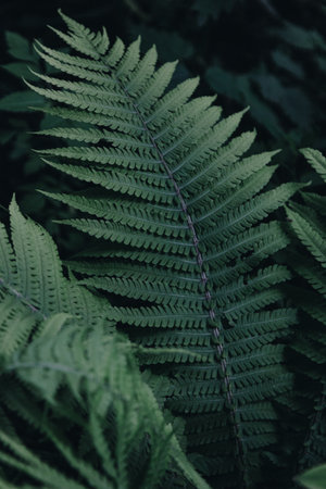 Beautiful green fern leavesの写真素材
