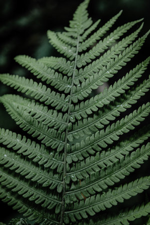 Beautiful green fern leaf with rain dropsの写真素材