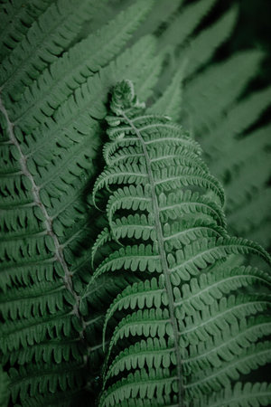 Beautiful green fern leavesの写真素材