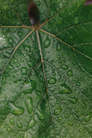 Green grape leaf with rain dropsの写真素材
