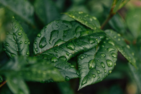 Green rose leaves with rain dropsの写真素材
