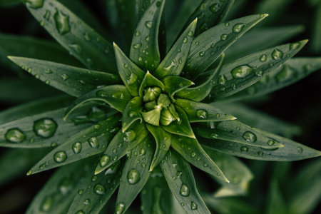 Green lily leaves with rain dropsの写真素材