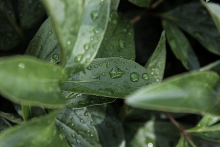 Green peony leaves with rain dropsの写真素材