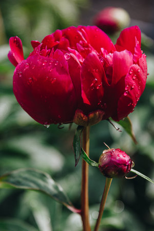 Fresh pink peony flower with rain drops on petalsの写真素材