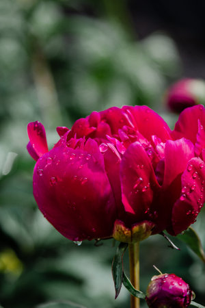 Fresh pink peony flower with rain drops on petalsの写真素材