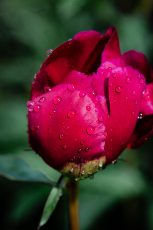 Fresh pink peony flower with rain drops on petalsの写真素材