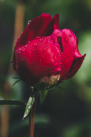 Fresh pink peony flower with rain drops on petalsの写真素材