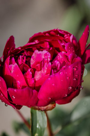Fresh pink peony flower with rain drops on petalsの写真素材
