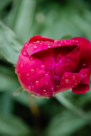 Fresh pink peony bud with rain drops on petalsの写真素材