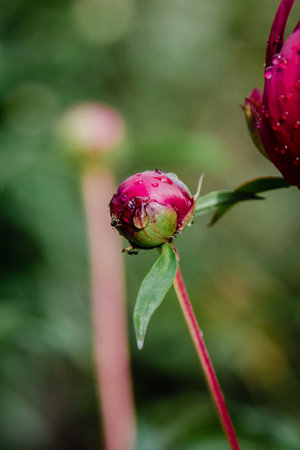 Fresh pink peony bud with rain drops on petalsの写真素材