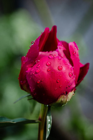 Fresh pink peony flower with rain drops on petalsの写真素材