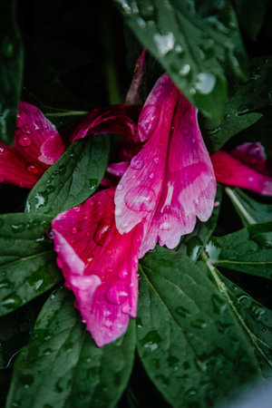 Pink peony petals and leaves with rain dropsの写真素材