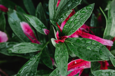 Pink peony petals and leaves with rain dropsの写真素材