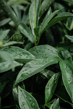 Green peony leaves with rain dropsの写真素材