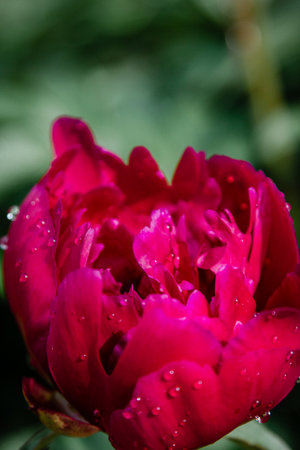 Fresh pink peony flower with rain drops on petalsの写真素材