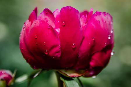 Fresh pink peony flower with rain drops on petalsの写真素材