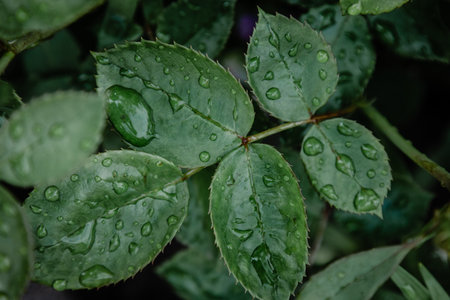 Green rose leaves with rain dropsの写真素材