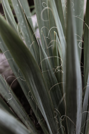 Tropical leaves backgroundの写真素材
