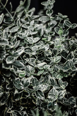 Green leaves with rain drops backgroundの写真素材