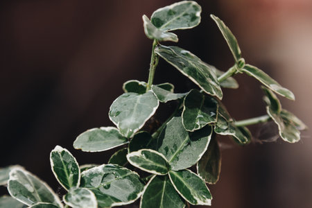 Green leaves with rain drops backgroundの写真素材