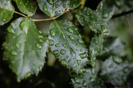 Green rose leaves with rain dropsの写真素材