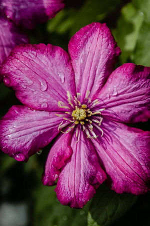 Close up of pink flower with rain dropsの写真素材
