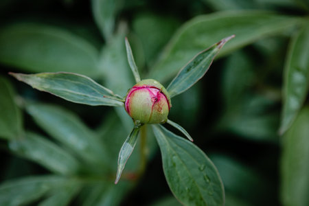 Fresh pink peony bud with rain drops on petalsの写真素材