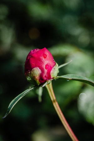 Fresh pink peony bud with rain drops on petalsの写真素材