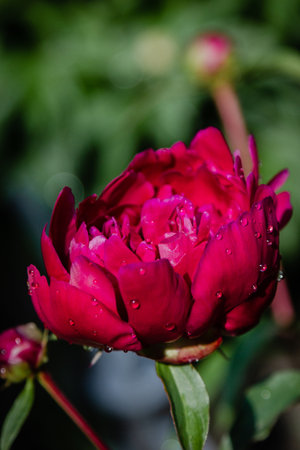 Fresh pink peony flower with rain drops on petalsの写真素材