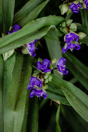 Close up of purple flowersの写真素材
