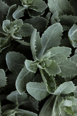 Green leaves backgroundの写真素材