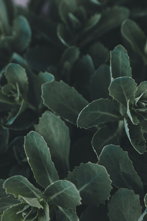 Green leaves backgroundの写真素材