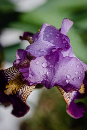 Fresh violet iris flower with rain drops on petalsの写真素材