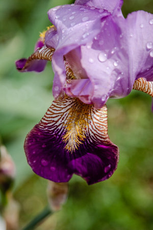 Fresh violet iris flower with rain drops on petalsの写真素材