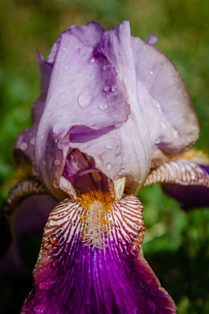 Fresh violet iris flower with rain drops on petalsの写真素材